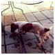 Red Piebald Dachshund playing outside