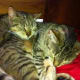 Phoebe and Fanny