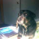 Our staffy x Coco