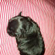 A newborn Ebony