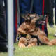 Seeing eye dog