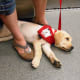 Puppy in training
