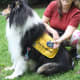 Epilepsy dog