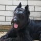 large-dog-breeds-that-dont-shed-much