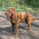 Chesapeake Bay Retriever