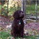 American Water Spaniel