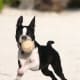 Boston Terrier