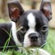 Boston Terrier