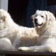 hungarian-dog-breeds