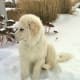 The Kuvasz is intelligent, loyal, independent, and a good family member.