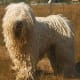 The corded coat of the Komondor may have been selected to prevent wolves from biting him.