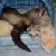 Plan for all pets, including mammals, reptiles, birds, aquatics, and invertebrates.
