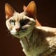 Devon Rex