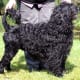 Portuguese Water Dog