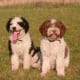 Spanish Water Dogs