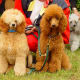 Poodles
