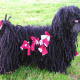 Puli
