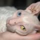 Cornish Rex - with odd-eye