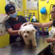 dog vet care