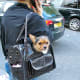 dog bag