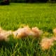 disadvantages-of-having-a-dog-for-trying-to-conceive-ttc-couples