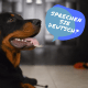 Training your dog in German means following a particular but proven method.