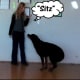 "Sitz" means "sit."