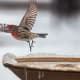 why-heated-bird-baths-are-important-during-the-freezing-winter-months