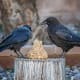 We had almost no bird activity on our birdseed bell so we finally took it down and put it on a tree stump at the back of our yard. The crows pecked at it until it was completely gone.