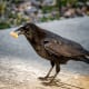 It doesn't matter where you put a peanut in your yard; the crows will find it. They pick up rocks in their beaks and move them when necessary.