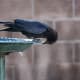 We put fresh water in our birdbaths every day. This one is not heated so icicles form on the sides and the crows love to knock them off.