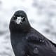 The snow is no deterrent to them if they think it has covered up peanuts or boiled eggs. When it snows, all of them run around with white beaks.
