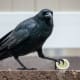 The look in this crow's eyes says it all. It is not about to share this boiled egg with anyone.