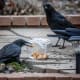 We wanted to find out what crows were willing to go through to get to one of there favorite snacks - peanuts. So, we put several in a plastic container and put it out in the yard. They circled it, then got them all one by one.