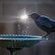 Crows love to play with ice. The sun hit this chunk of ice perfectly for this photograph of one of them picking up the ice.
