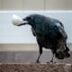 Lately, we've been cutting up the boiled eggs into smaller pieces so more crows can enjoy them, but this photo was taken when we put them out halved.