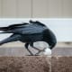Our crows usually take their food up to our back wall to eat it away from their friends that are still back on the ground. They really don't like to share.
