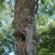 Male baby woodpecker practicing going after his own food