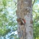 Male baby woodpecker pecking on umbrella