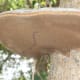 Bracket fungus underside