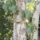 Bracket fungus under which the nest was built