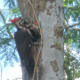 Male Pileated Woodpecker feeding babies (still shot blurred by action)
