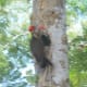 Daddy swoops in to feed babies (still shot blurred by action)