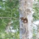 Bracket fungus over nest