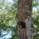Male baby woodpecker checking out his surroundings
