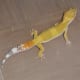 my_leopard_gecko_quit_eating