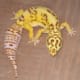 my_leopard_gecko_quit_eating