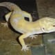 my_leopard_gecko_quit_eating