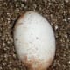Egg right before hatching