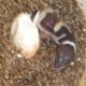 Almost 100% hatched.